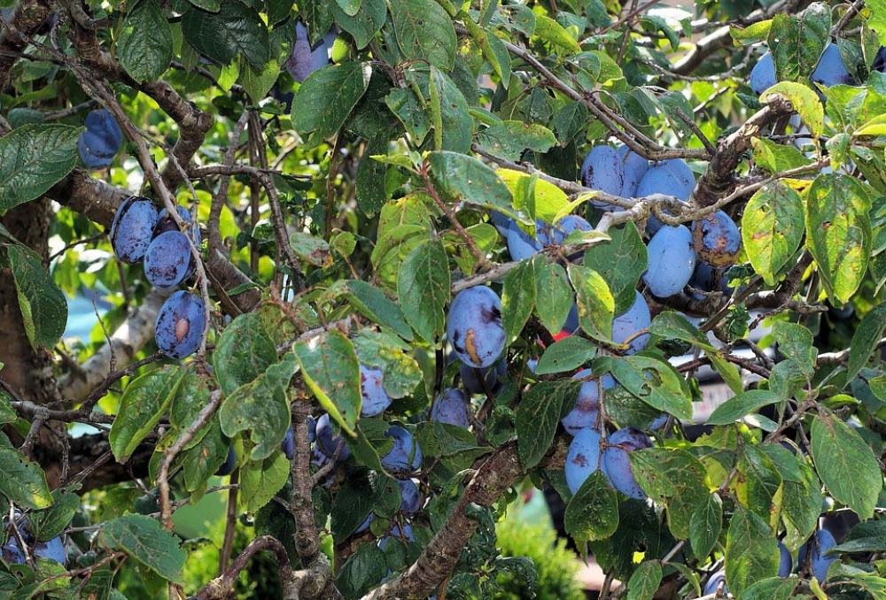 Plums Plum Tree Fruit Tree Delicious Close Up Plums Plum Tree Fruit Tree Delicious Close Up