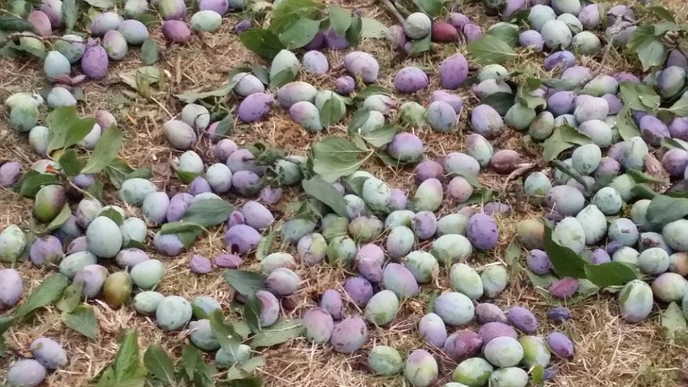 Plums Harvest Ripe Plums Harvest Ripe