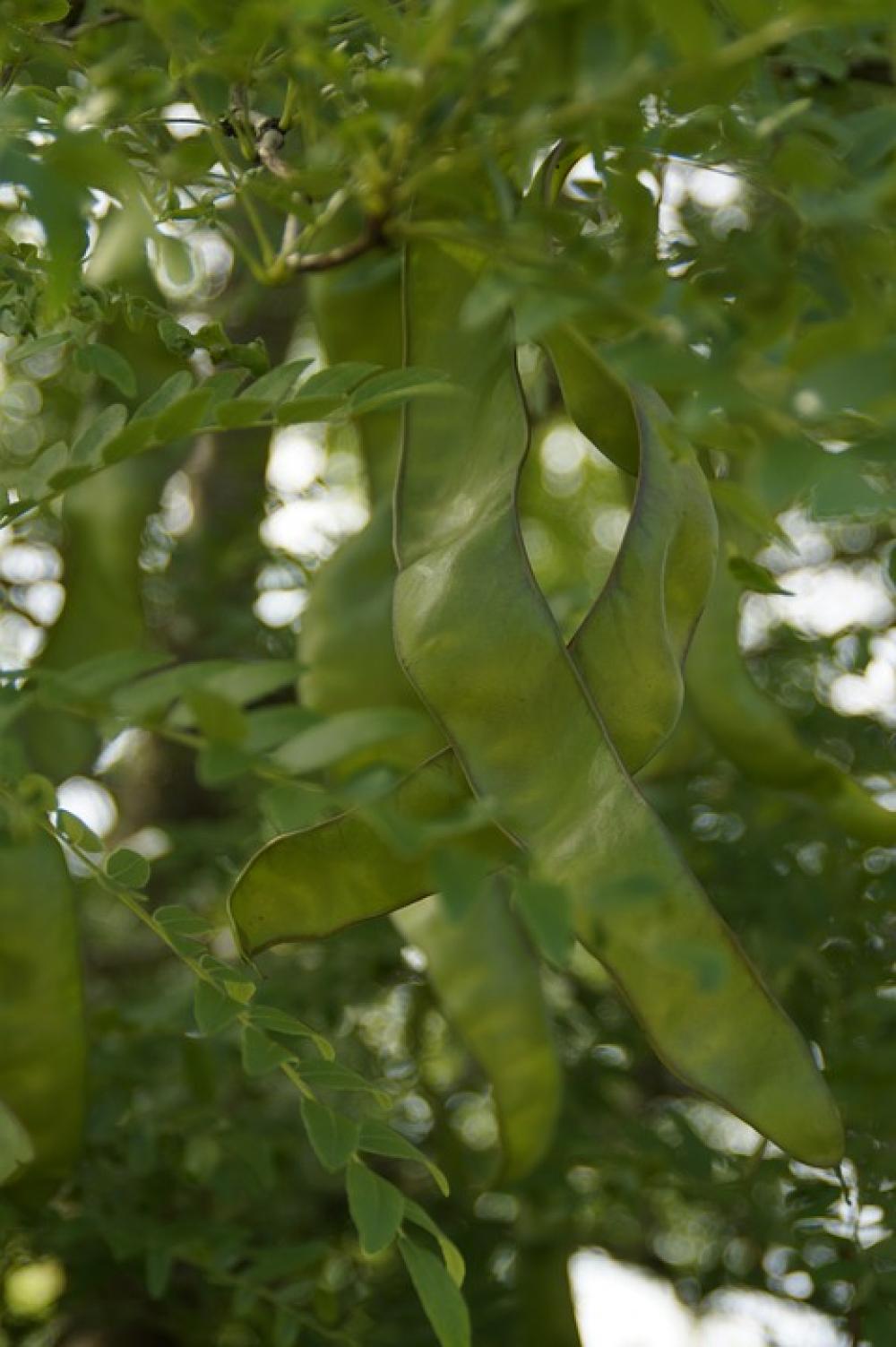 Pods Green Tree Tamarind Carob Pods Green Tree Tamarind Carob