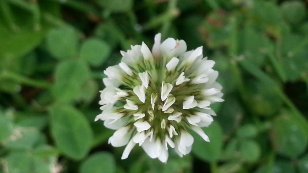 Pointed Flower Nature Wild Flower White Pointed Flower Nature Wild Flower White