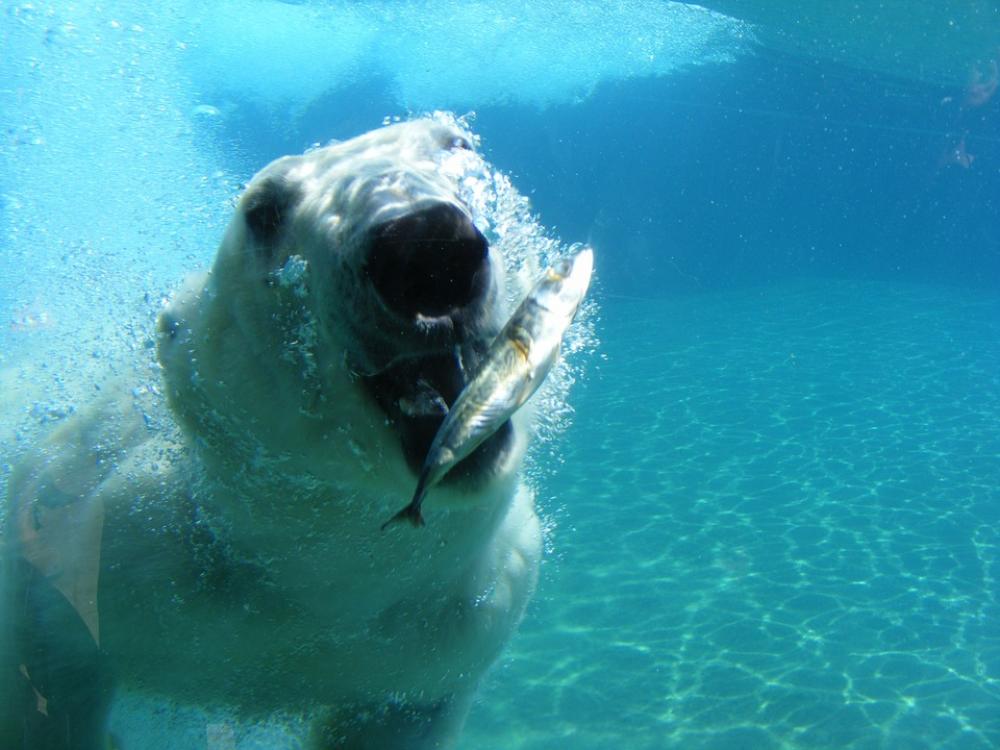 Polar Bear Bear White Predator Nature Polar Bear Bear White Predator Nature