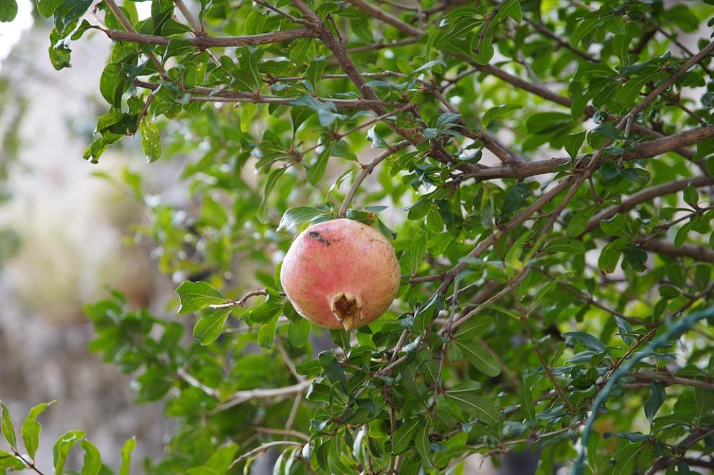Pomegranate Fruit Nature Tree Pomegranate Fruit Nature Tree