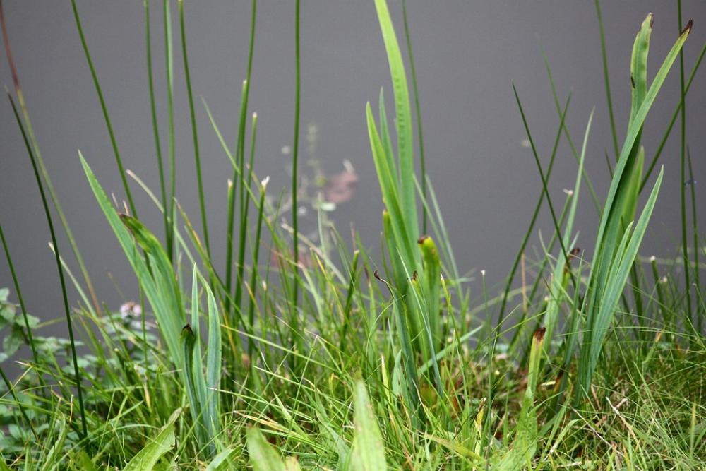Pond Grass Green Pond Grass Green