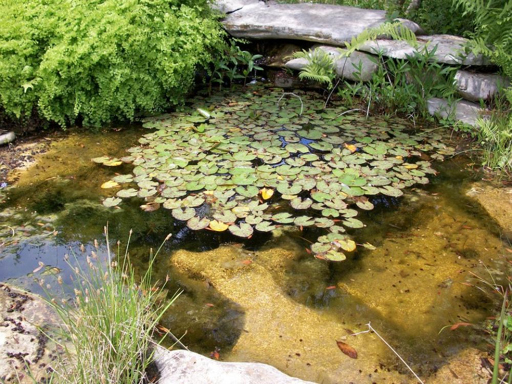 Pond Nature Park Lily Pads Natural Outdoor Summer Pond Nature Park Lily Pads Natural Outdoor Summer