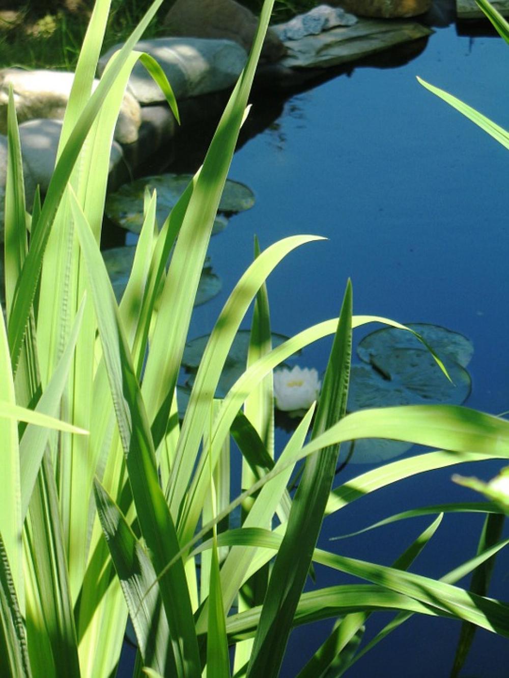 Pond Leaves Flowers Nature Plants Outdoors Garden Pond Leaves Flowers Nature Plants Outdoors Garden
