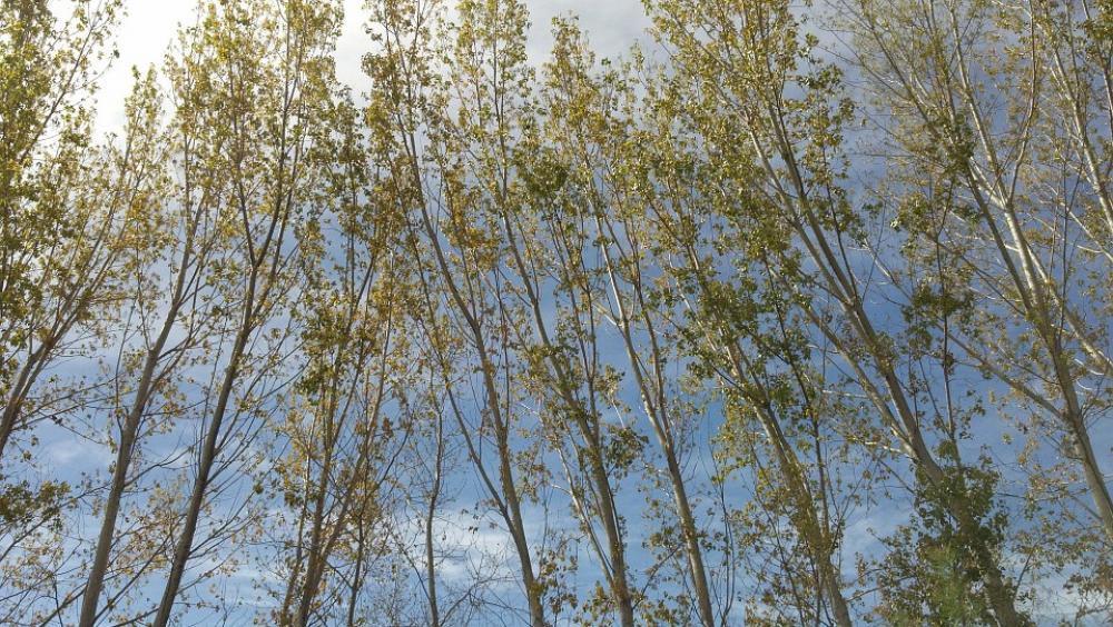 Poplar Green Sky Postcard Nature Spring Poplar Green Sky Postcard Nature Spring