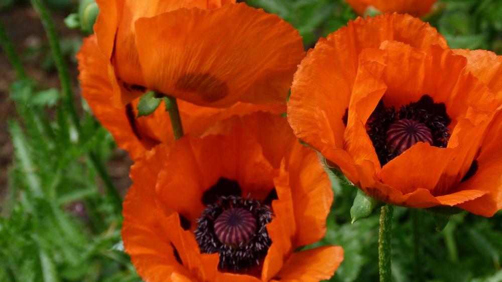 Poppies Mohngewaechs Orange Nature Plant Poppies Mohngewaechs Orange Nature Plant