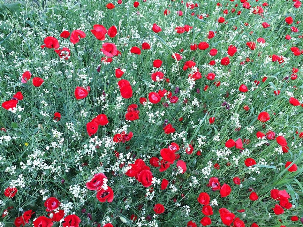 Poppies Flowers Red White Green Nature Field Poppies Flowers Red White Green Nature Field