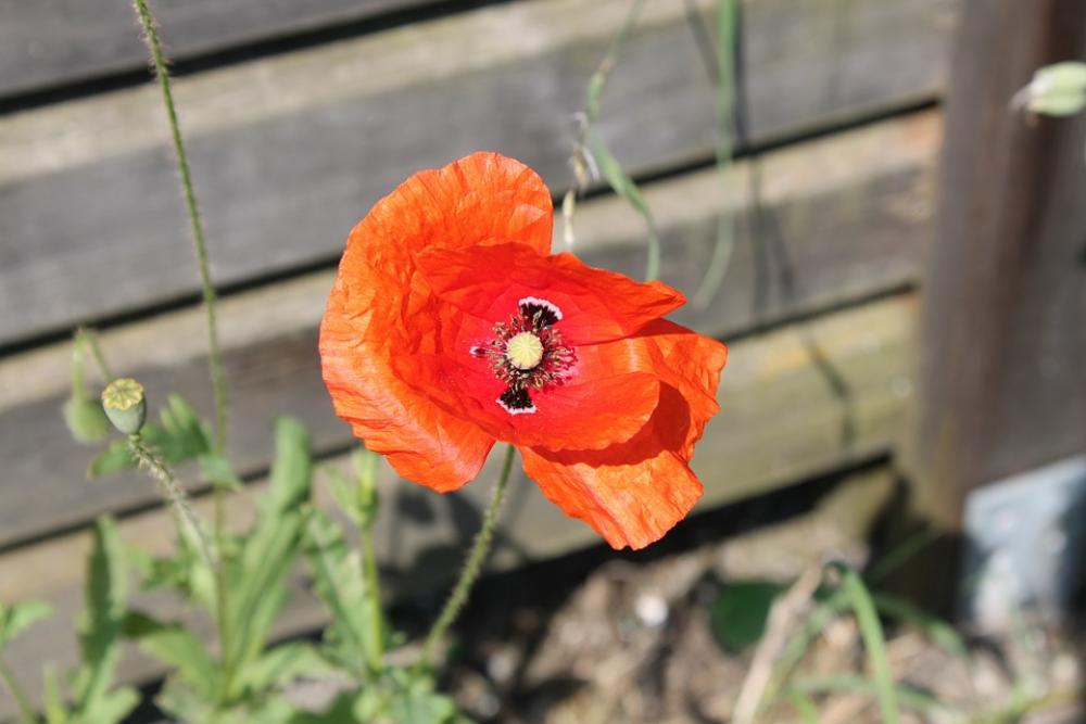 Poppy Flower Summer Poppy Flower Summer