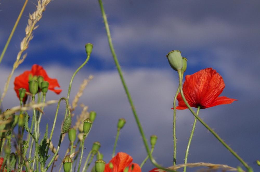 Poppy Blossom Bloom Red Flower Close Up Light Poppy Blossom Bloom Red Flower Close Up Light