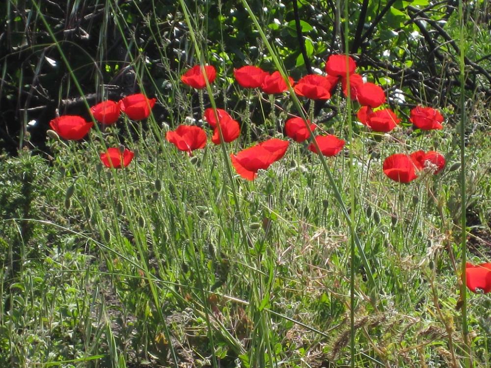 Poppy Landscape Meadow Red Poppy Flowers Nature Poppy Landscape Meadow Red Poppy Flowers Nature
