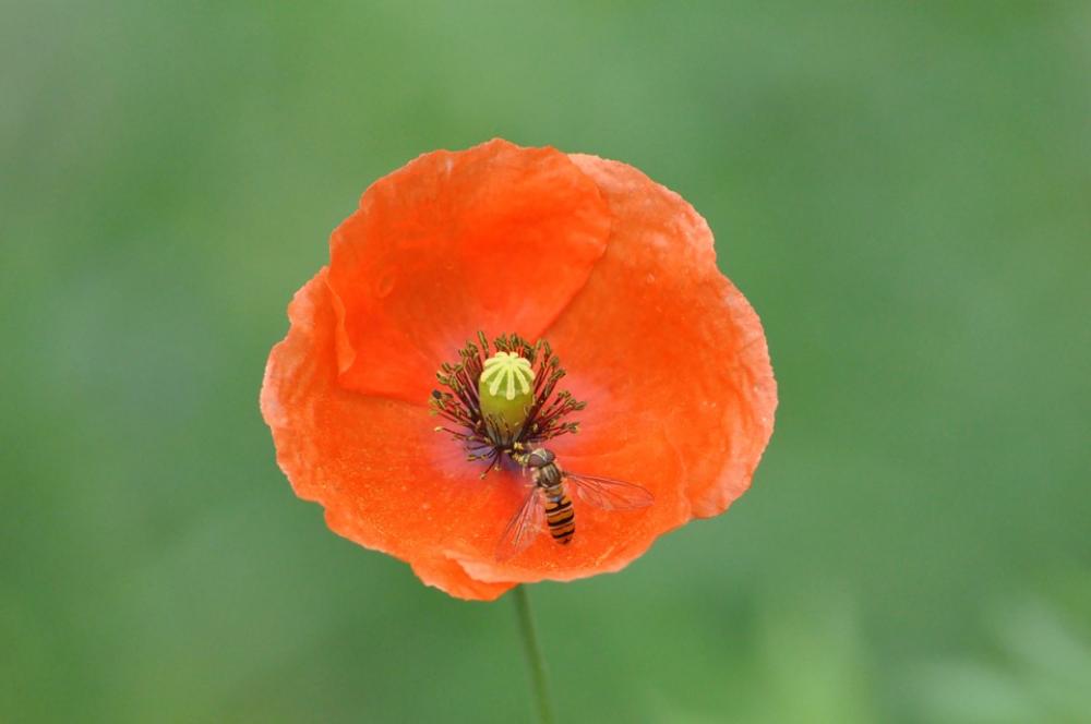 Poppy Flower Plant Poppy Flower Plant
