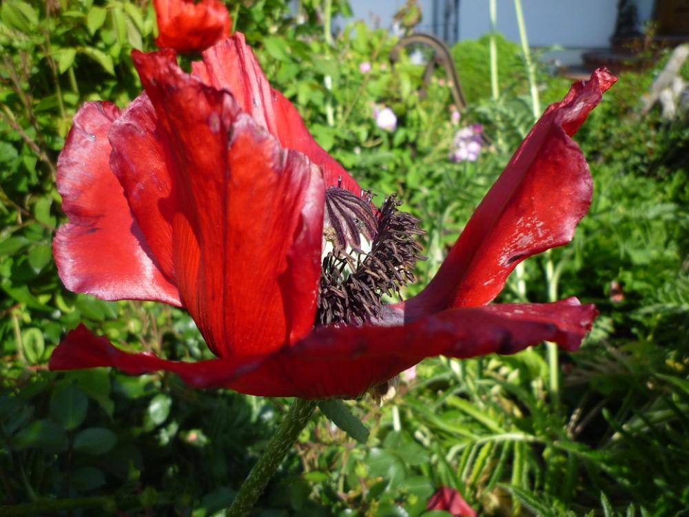 Poppy Blossom Bloom Mohngewaechs Garden Spring Poppy Blossom Bloom Mohngewaechs Garden Spring
