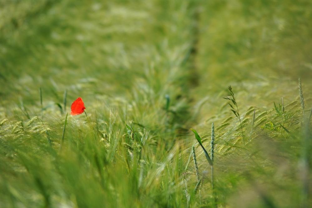 Poppy Klatschmohhn Lonely Alone Cornfield Nature Poppy Klatschmohhn Lonely Alone Cornfield Nature