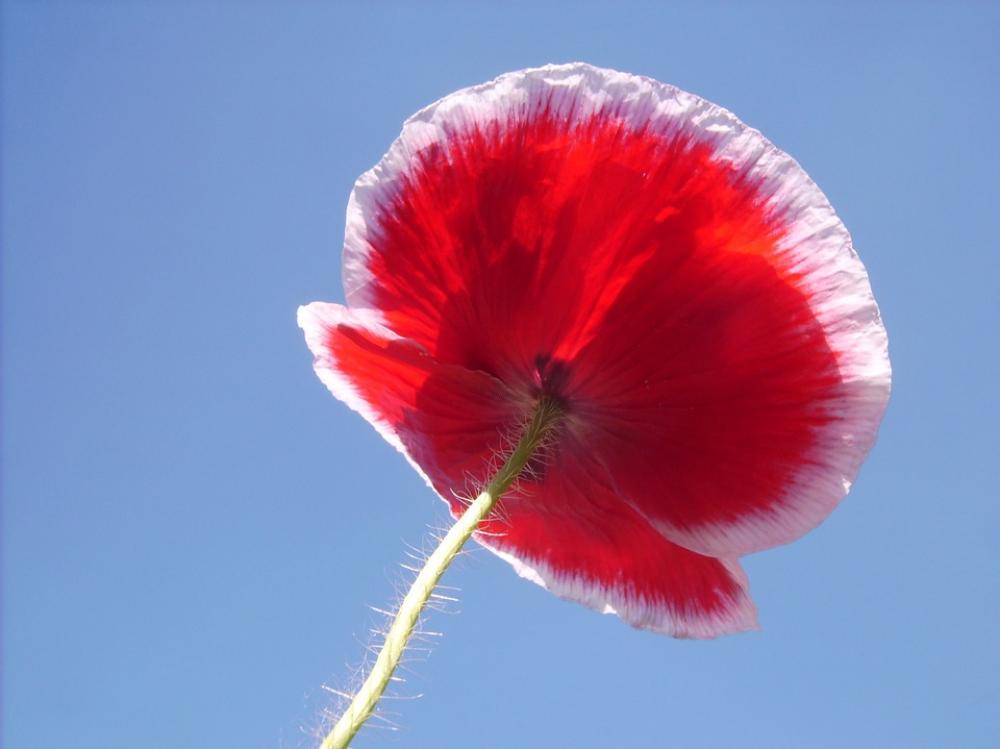 Poppy Blossom Bloom Red Flower Poppy Blossom Bloom Red Flower