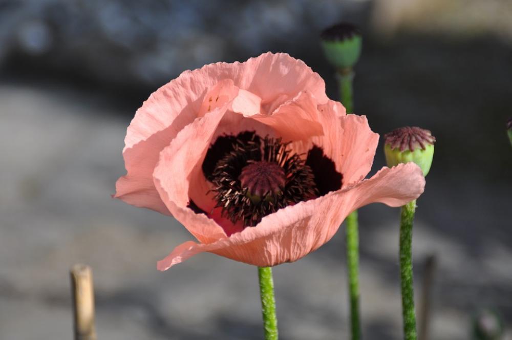 Poppy Blossom Bloom Flower Mohngewaechs Red Poppy Blossom Bloom Flower Mohngewaechs Red