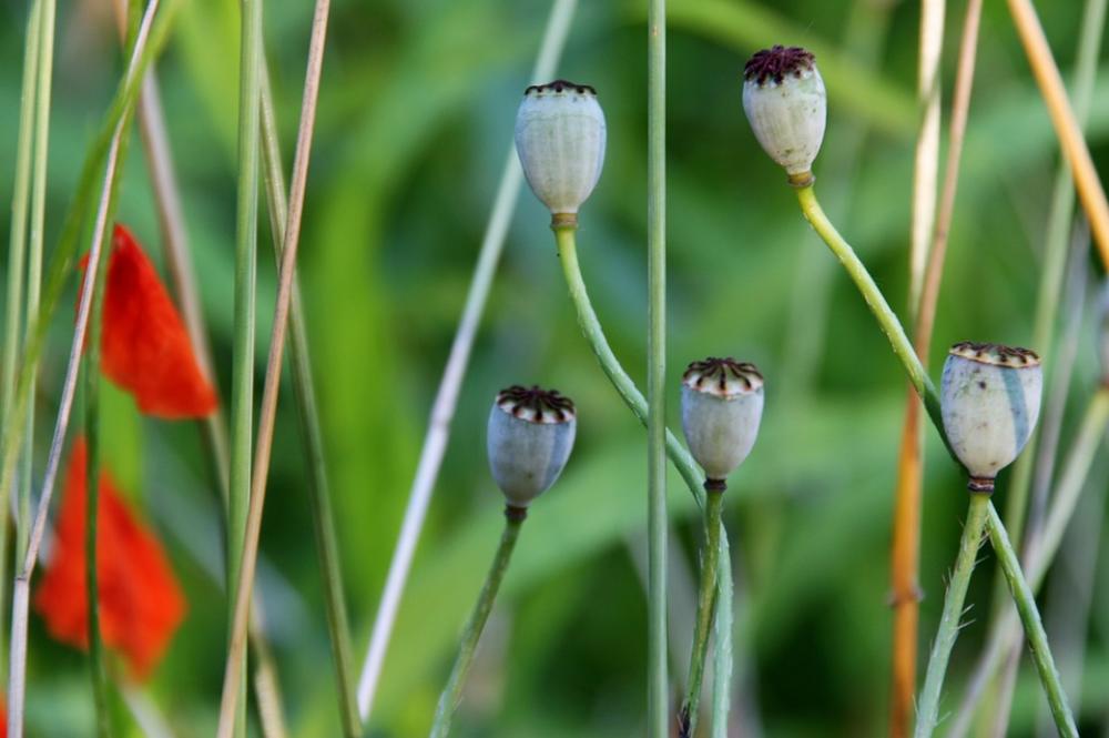 Poppy Spring Garden Poppy Spring Garden