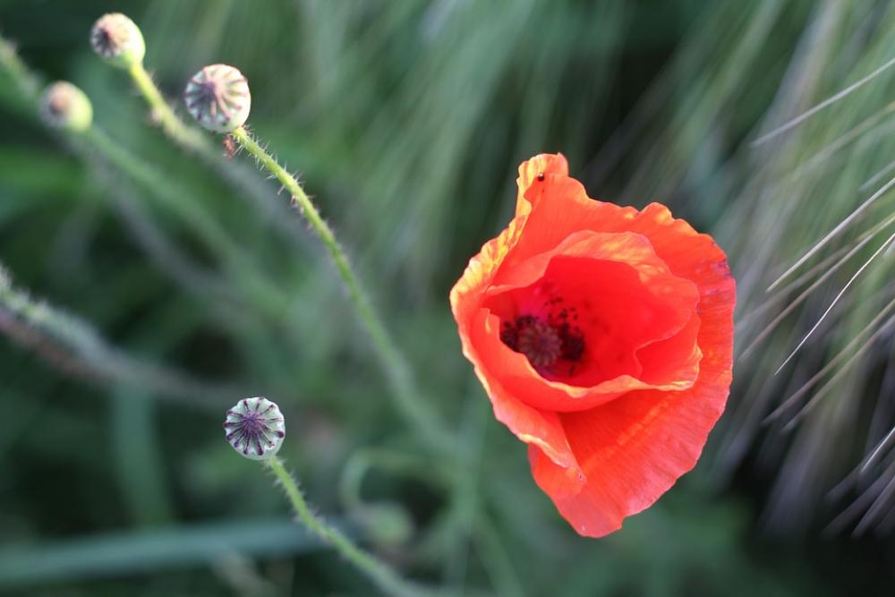 Poppy Cornfield Blossom Bloom Red Plant Nature Poppy Cornfield Blossom Bloom Red Plant Nature