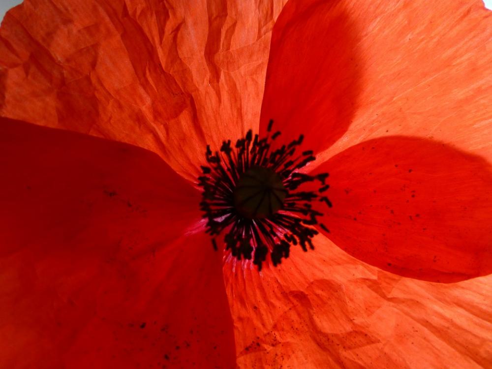 Poppy Red Flower Poppy Flower Blossom Bloom Poppy Red Flower Poppy Flower Blossom Bloom