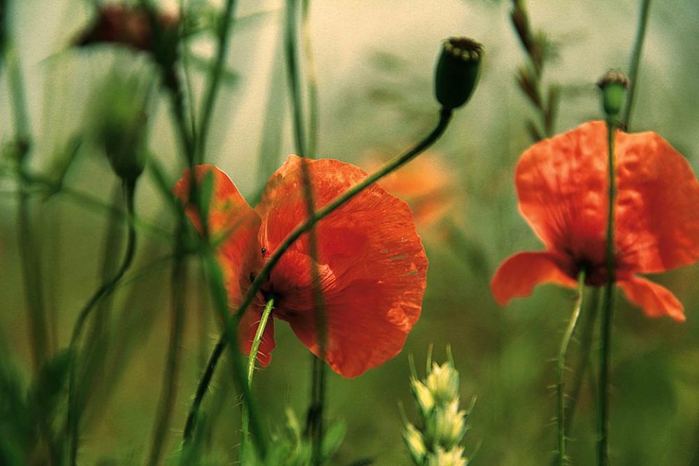 Poppy Flowers Summer Poppy Flowers Summer