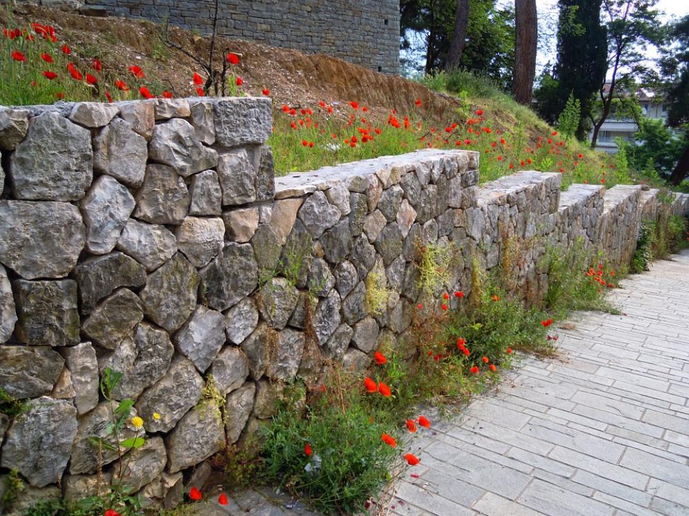 Poppy Red Poppies Stone Wall Poppy Red Poppies Stone Wall