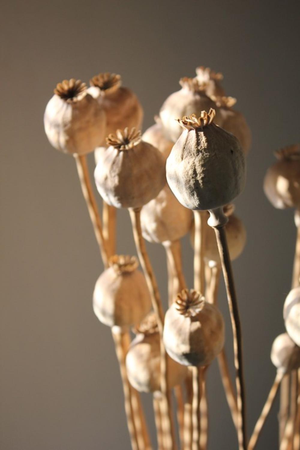 Poppy Flower Flora Light Poppy Flower Flora Light