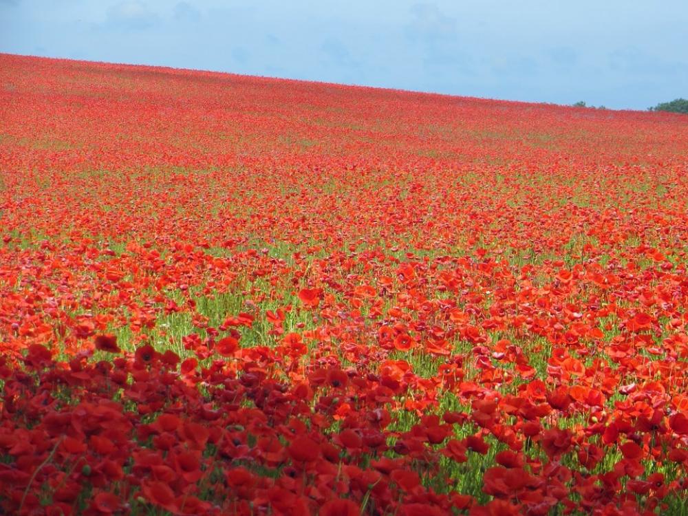Poppy Field Poppy Sea Of Flowers Red Bloom Plant Poppy Field Poppy Sea Of Flowers Red Bloom Plant