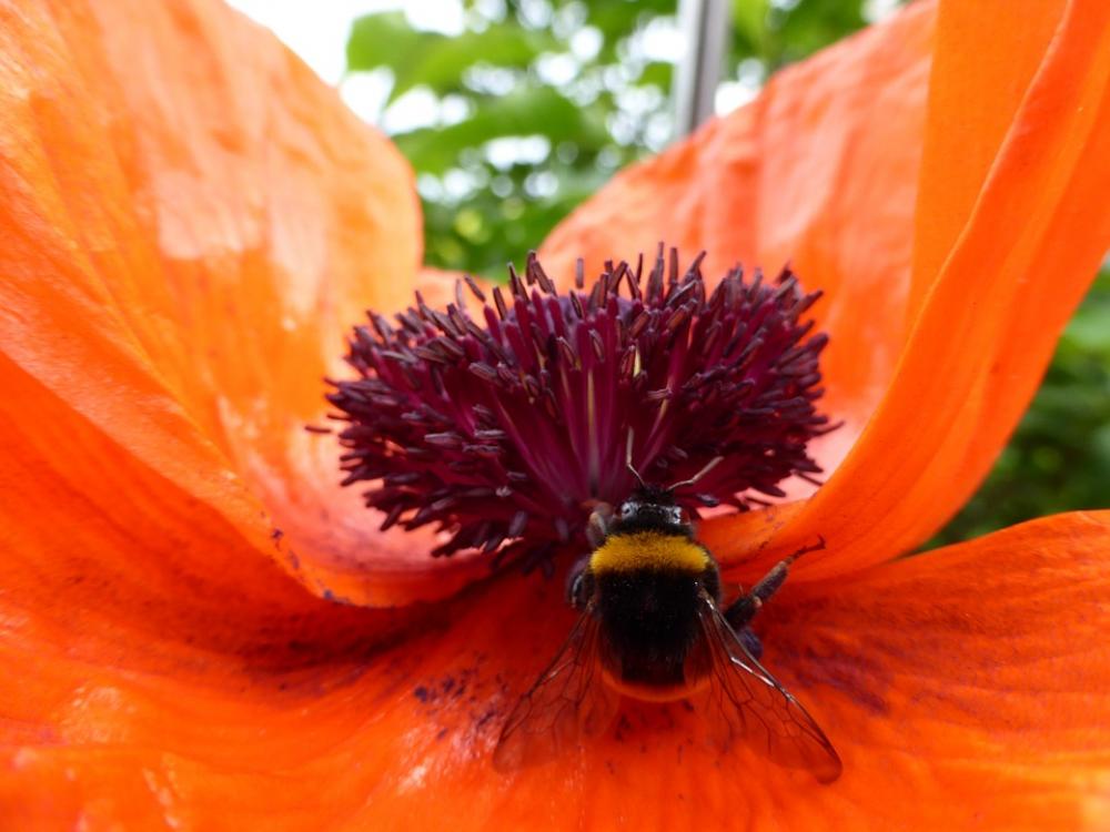 Poppy Flower Flower Plant Bee Pollen Hummel Poppy Flower Flower Plant Bee Pollen Hummel
