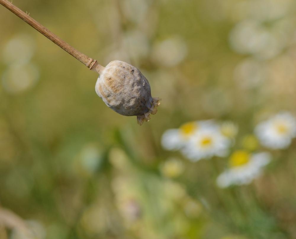 Poppy Seed Head Poppy Meadow Nature Spring Green Poppy Seed Head Poppy Meadow Nature Spring Green