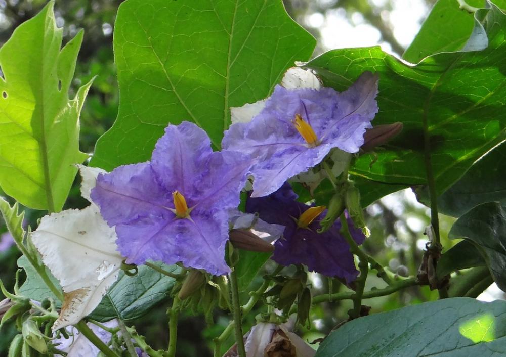 Potato Tree Giant Star Potato Tree Flower Violet Potato Tree Giant Star Potato Tree Flower Violet