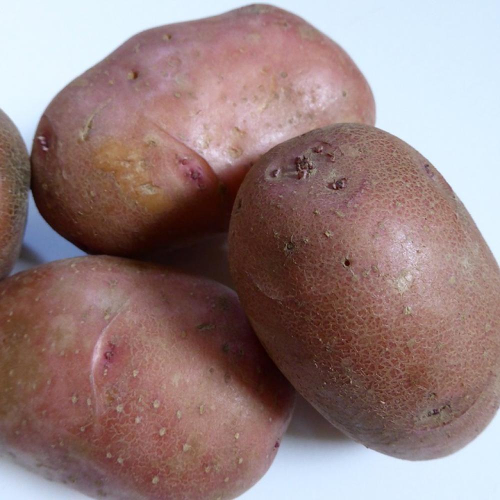 Potatoes Bio Nature Agriculture Vegetables Eat Potatoes Bio Nature Agriculture Vegetables Eat