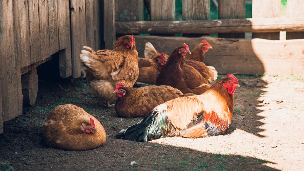 Poultry Chicken Vacation Poultry Chicken Vacation