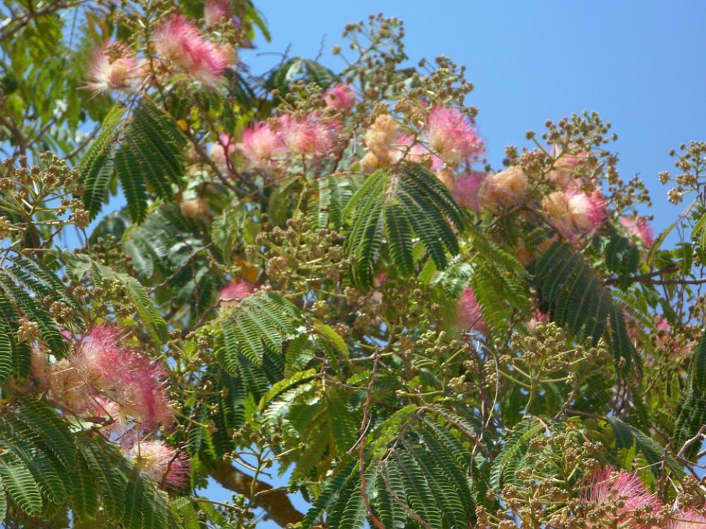 Powder Puff Shrub Bush Bloom Flowers Pink Powder Puff Shrub Bush Bloom Flowers Pink