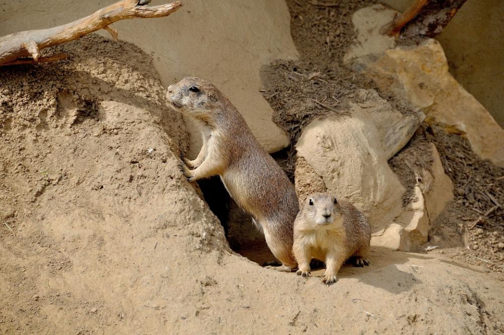 Prairie Dog Rodent Nager Zoo Animal Nature Couple Prairie Dog Rodent Nager Zoo Animal Nature Couple