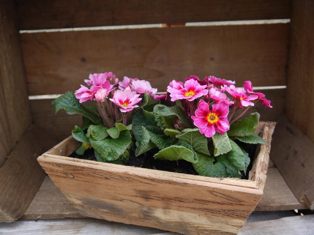 Primroses Flower-Box Spring Pin Flower Nature Primroses Flower-Box Spring Pin Flower Nature