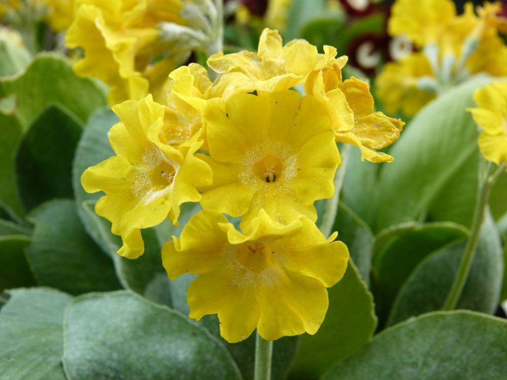 Primula Auricula Spring Flower Yellow Primula Auricula Spring Flower Yellow