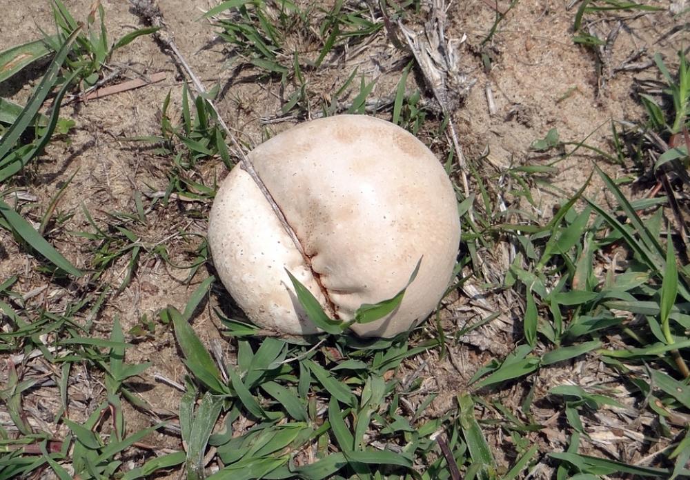 Puffball Mushroom Mushroom Fungus Wild Karnataka Puffball Mushroom Mushroom Fungus Wild Karnataka