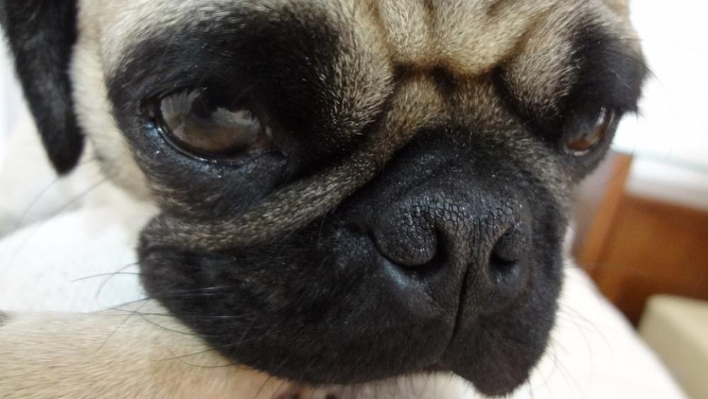 Pug Dog Animal Puppy Pet Pug Dog Animal Puppy Pet