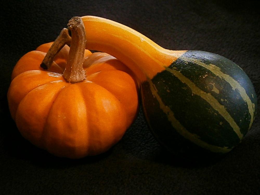 Pumpkin Gourd Mini Pumpkins Miniature Pumpkin Pumpkin Gourd Mini Pumpkins Miniature Pumpkin