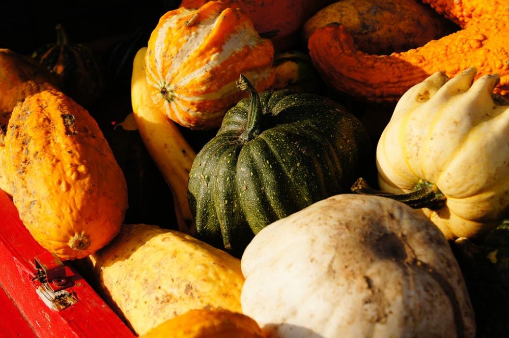 Pumpkin Autumn Halloween Vegetables Harvest Pumpkin Autumn Halloween Vegetables Harvest