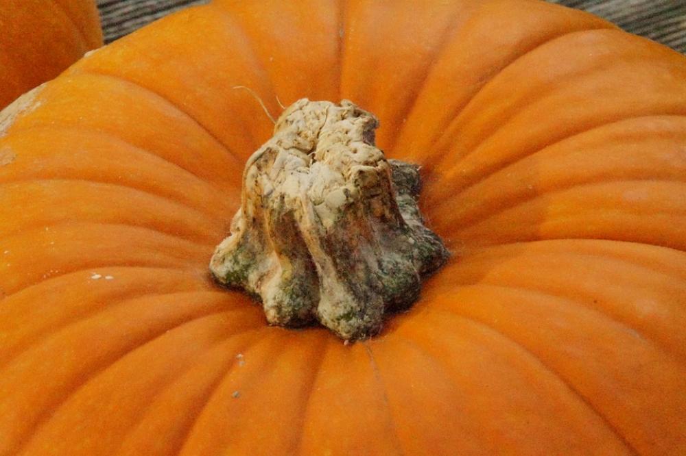 Pumpkin Pumpkins Orange Bright Autumn Pumpkin Pumpkins Orange Bright Autumn