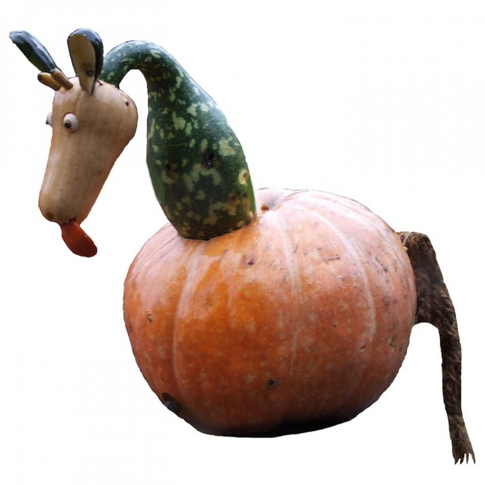 Pumpkin Pumpkin Art Blühendes Baroque Pumpkin Pumpkin Art Blühendes Baroque