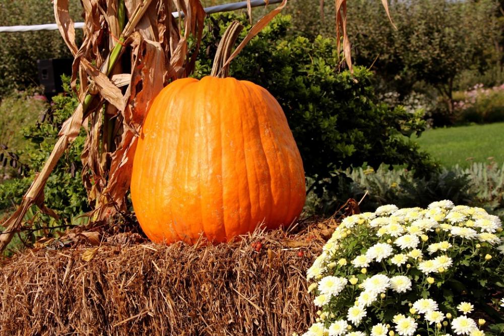 Pumpkin Orange Halloween Autumn Fall Hay Bale Pumpkin Orange Halloween Autumn Fall Hay Bale