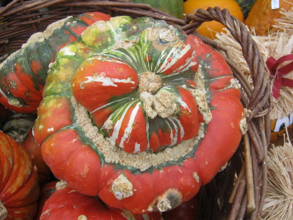 Pumpkin Gourd Harvest Thanksgiving Brown Autumn Pumpkin Gourd Harvest Thanksgiving Brown Autumn
