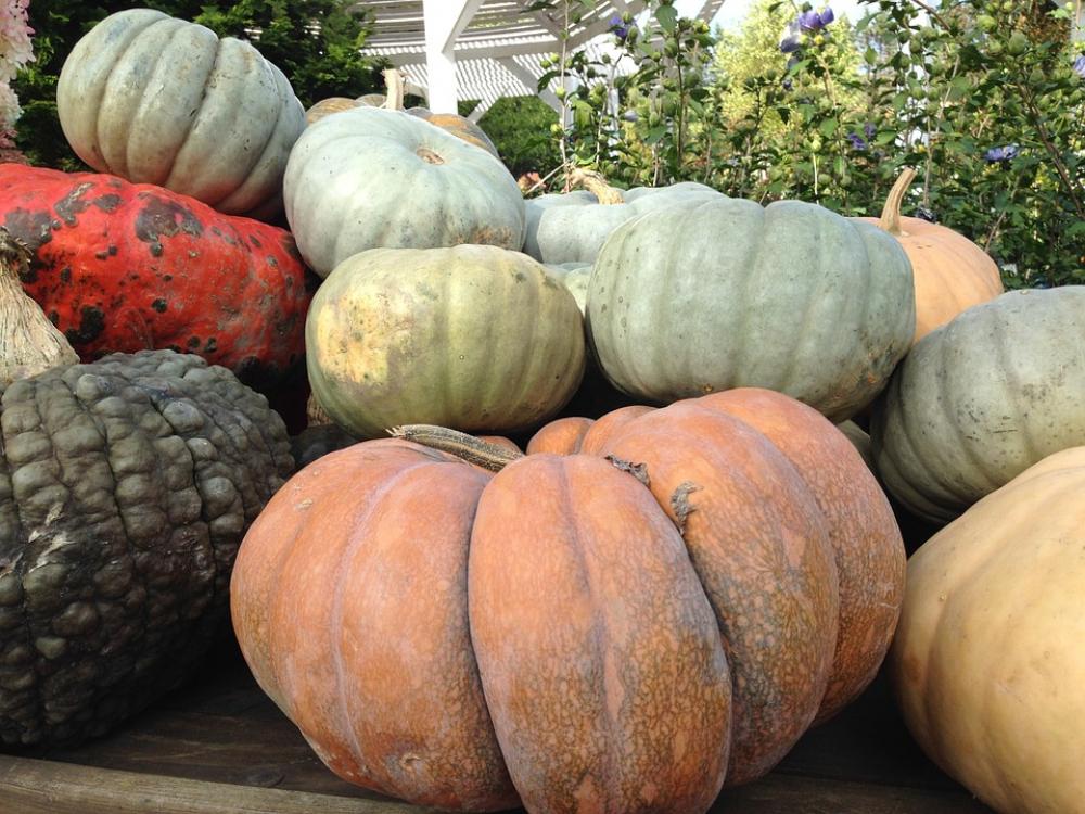 Pumpkin Autumn Fall November October Pumpkins Pumpkin Autumn Fall November October Pumpkins