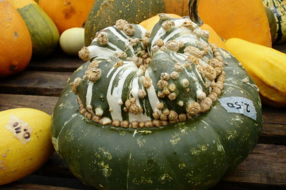 Pumpkin Gourd Autumn Pumpkin Gourd Autumn