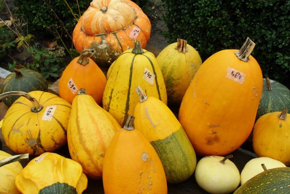 Pumpkin Gourd Autumn Pumpkin Gourd Autumn