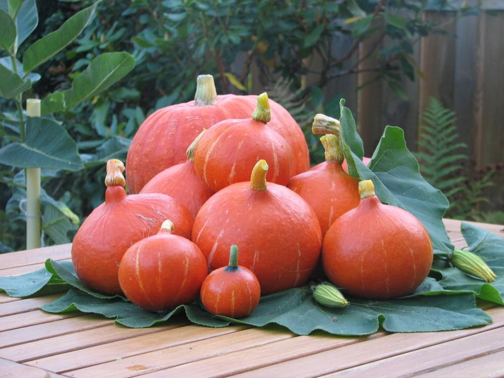 Pumpkin Fruit Autumn Pumpkin Fruit Autumn