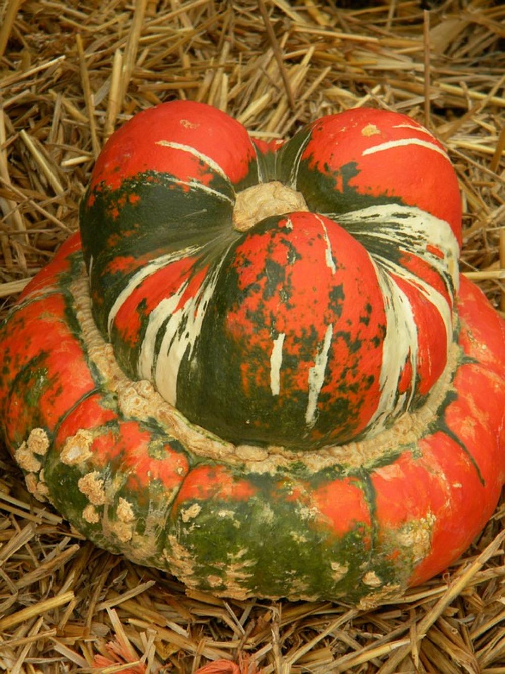 Pumpkin Orange Autumn October Fall Seasonal Pumpkin Orange Autumn October Fall Seasonal