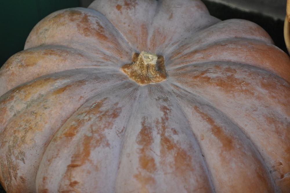 Pumpkin Vegetable Orange Pumpkin Vegetable Orange